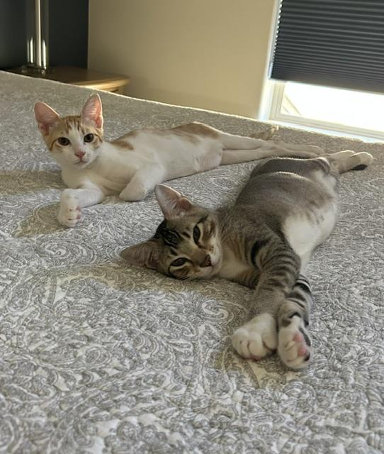 Enlarge Kevy bonded to Declan, a ADOPTABLE Domestic Short Hair in Portland, OR image 2/3