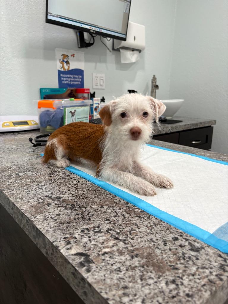 Lola, Adopted, Puppy Female Jack Russell Terrier.
