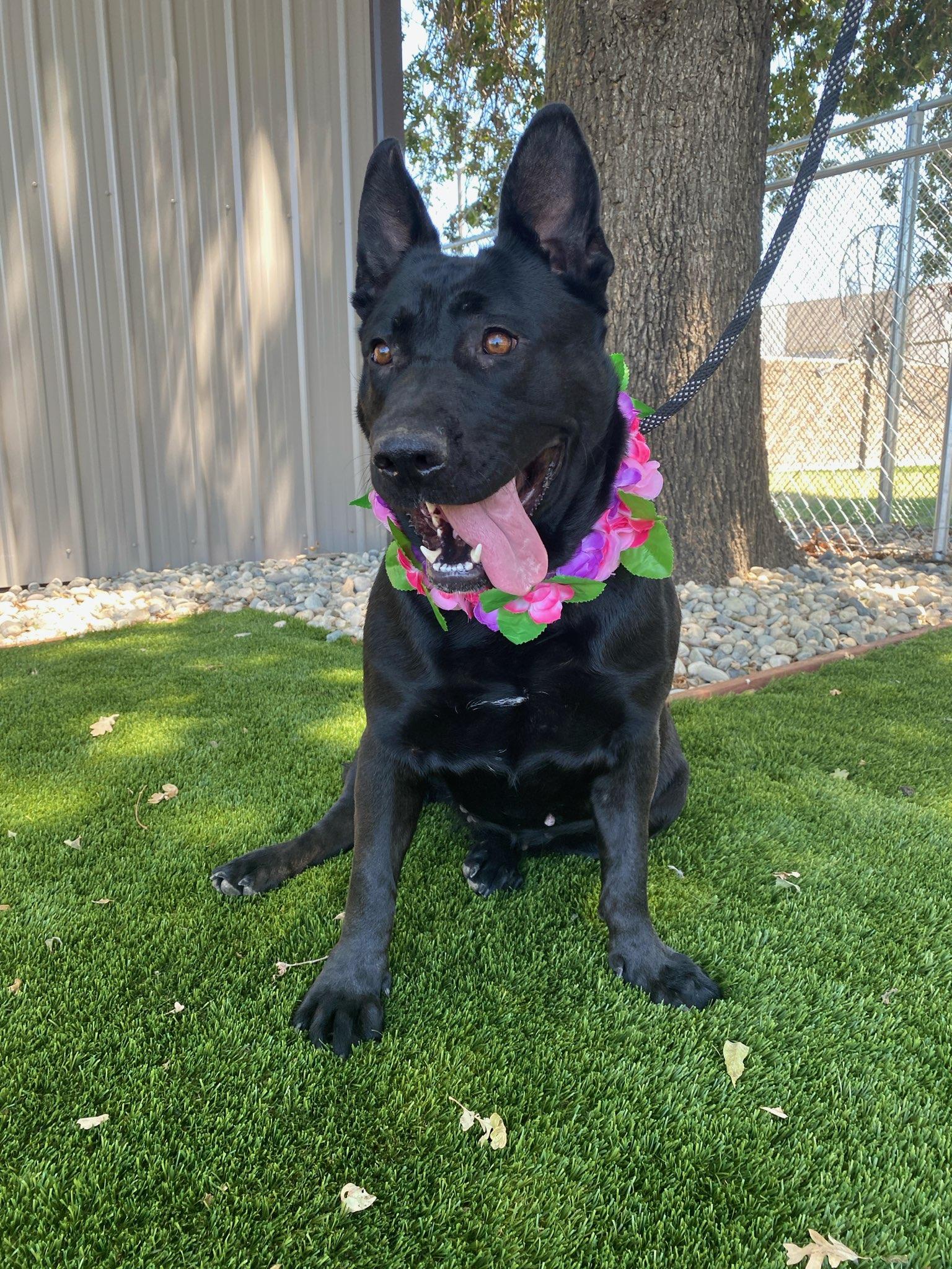 Dulce, ADOPTABLE, Adult Female Black Labrador Retriever & Pit Bull Terrier.