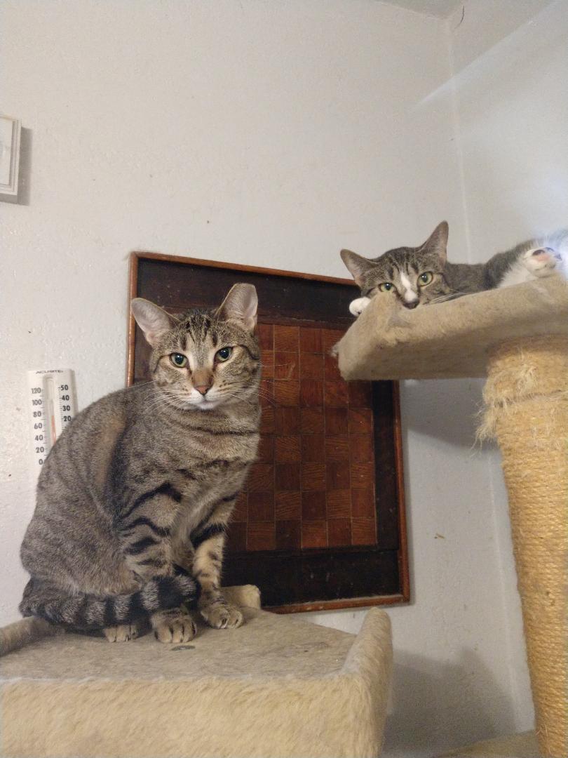 Enlarge Millie, a Adoptable American Shorthair in Phoenix, AZ image 1/1