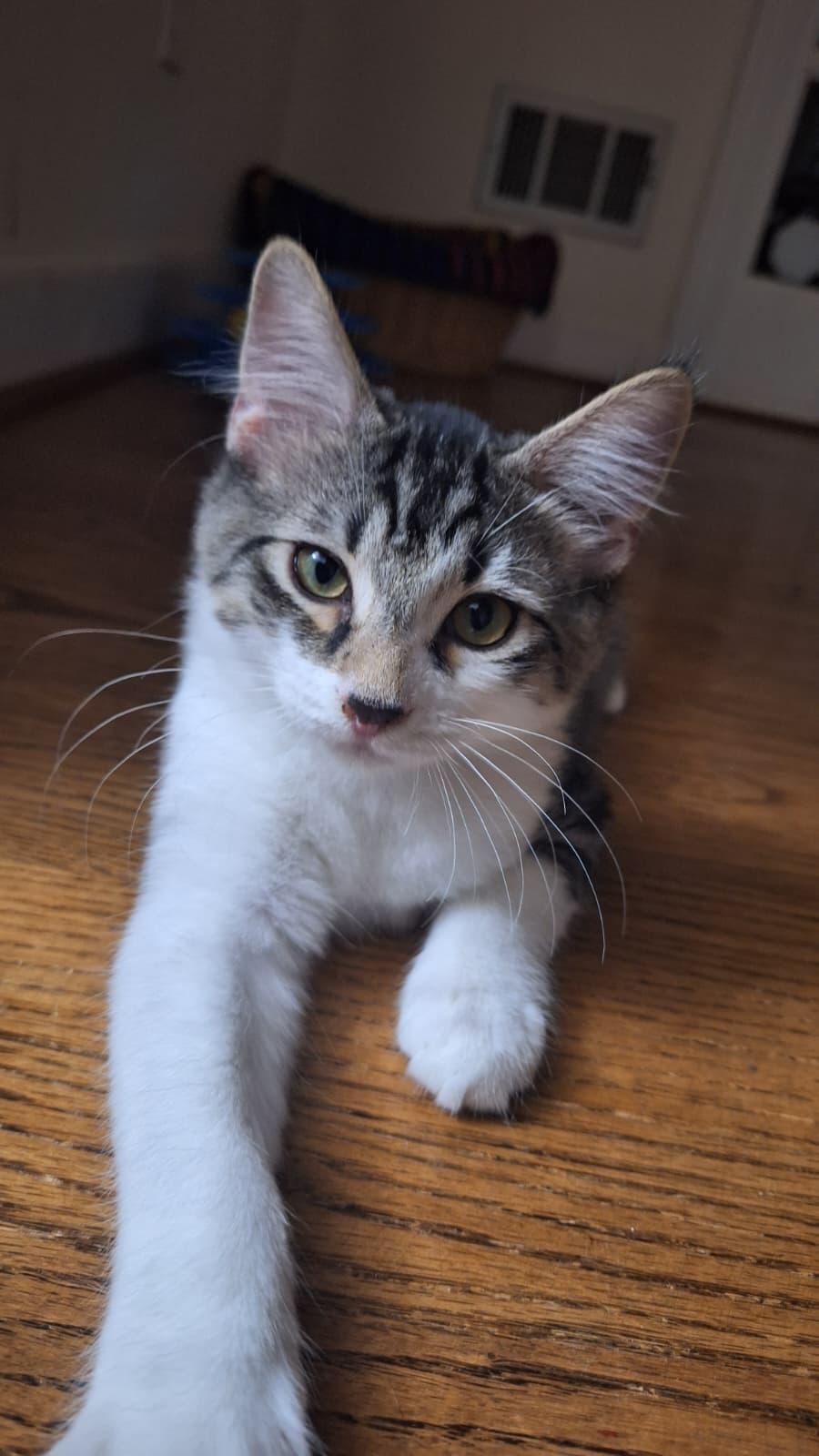 Spider, ADOPTABLE, Kitten Male Tabby.