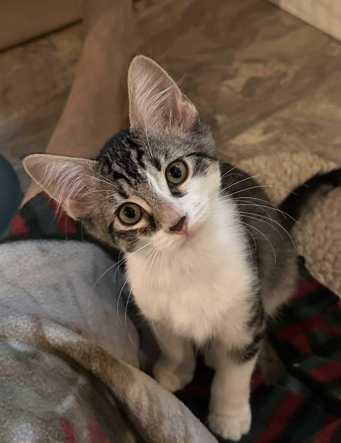 Enlarge Spider, a ADOPTABLE Tabby in Cumming, GA image 2/6