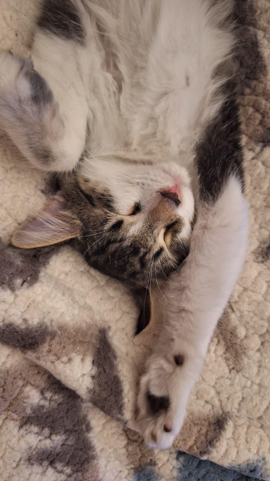 Enlarge Spider, a ADOPTABLE Tabby in Cumming, GA image 3/6