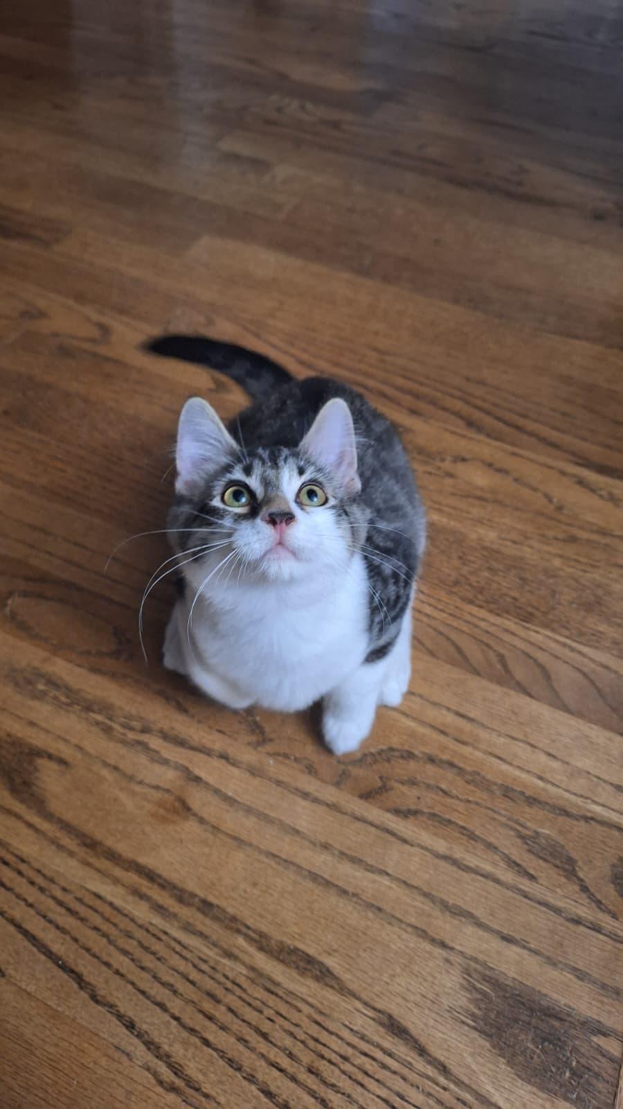 Enlarge Spider, a ADOPTABLE Tabby in Cumming, GA image 4/6