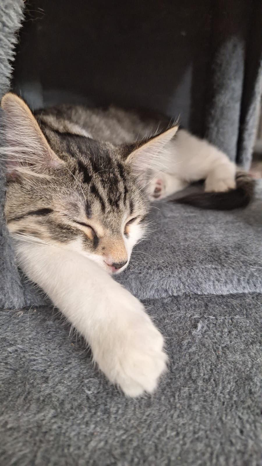 Enlarge Spider, a ADOPTABLE Tabby in Cumming, GA image 5/6