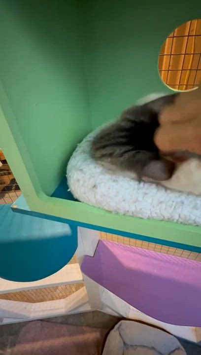 Enlarge Spider, a ADOPTABLE Tabby in Cumming, GA video 6/6