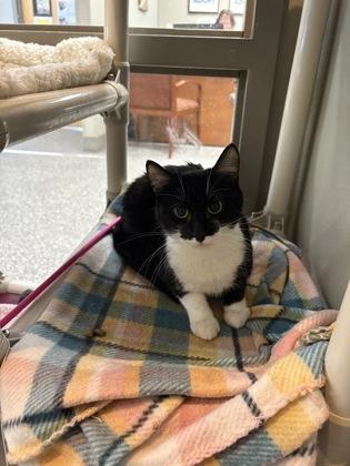 Cleocatra, an adoptable Domestic Short Hair in Redmond, OR, 97756 | Photo Image 1