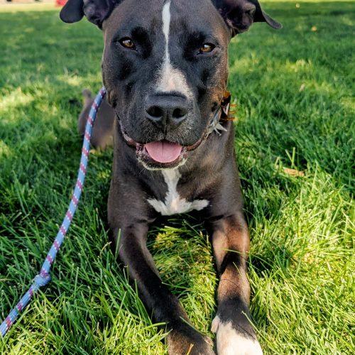 Bass, Adoptable, Young Male Pit Bull Terrier & Mixed Breed.