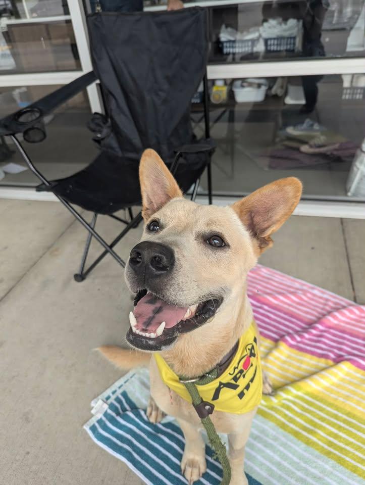 Enlarge Peter - AVAILABLE TO FOSTER OR ADOPT, an adopted mixed breed in Clayton, NC image 6/6