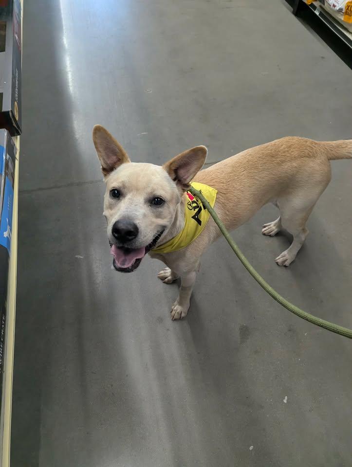 Enlarge Peter - AVAILABLE TO FOSTER OR ADOPT, an adopted mixed breed in Clayton, NC image 3/6