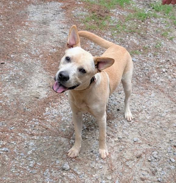 Enlarge Peter - AVAILABLE TO FOSTER OR ADOPT, an adopted mixed breed in Clayton, NC image 5/6