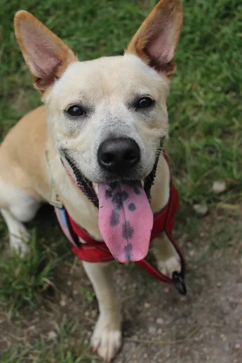 Enlarge Peter - AVAILABLE TO FOSTER OR ADOPT, an adopted mixed breed in Clayton, NC image 2/6