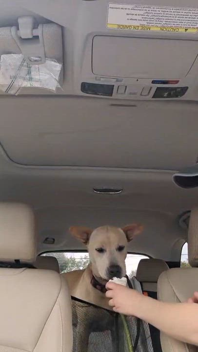 Enlarge Peter - AVAILABLE TO FOSTER OR ADOPT, an adopted mixed breed in Clayton, NC video 1/6