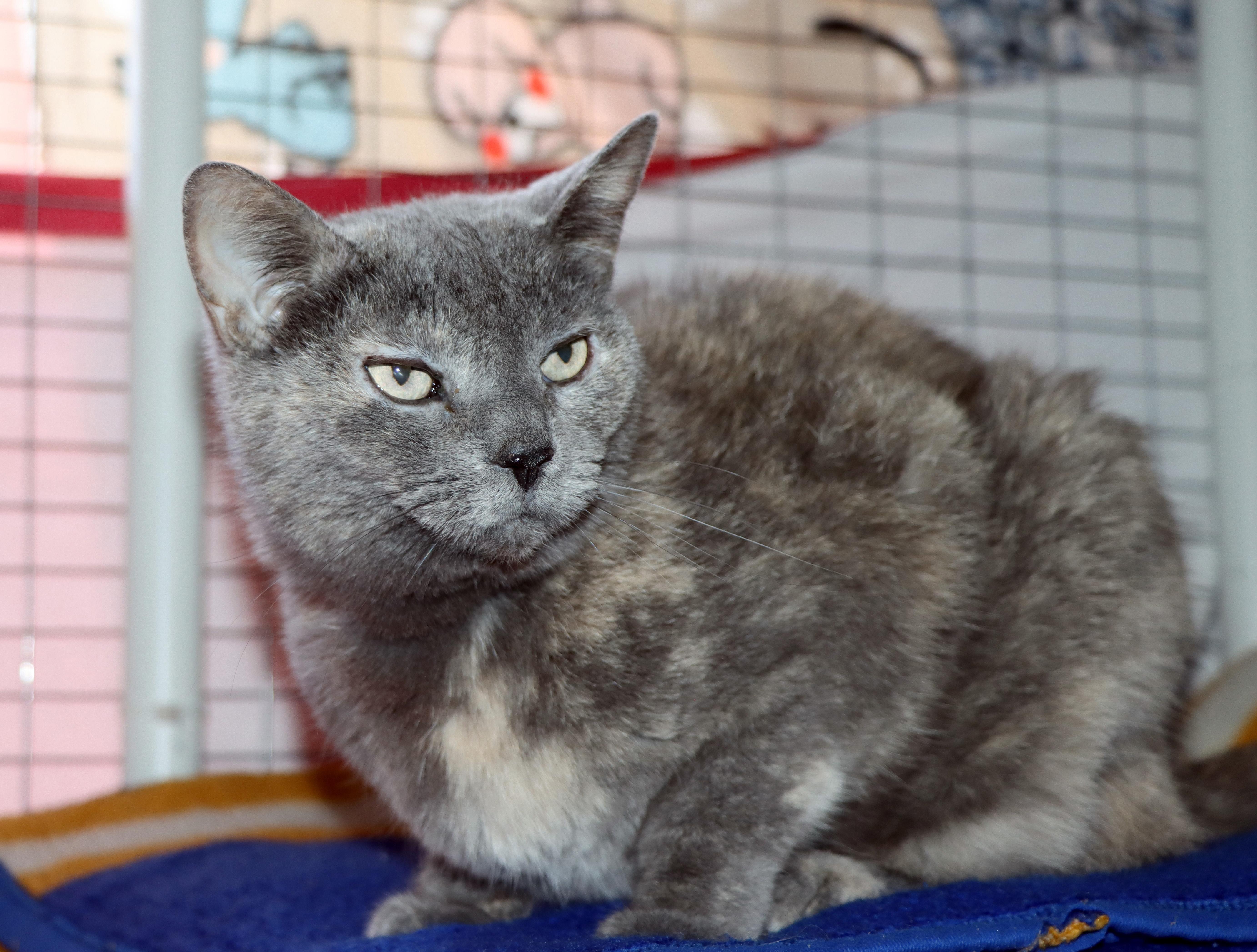Enlarge Peanut, a Adoptable Domestic Short Hair in House Springs, MO image 1/1