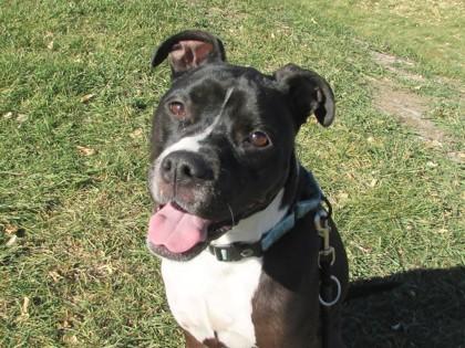 Pippy, Adoptable, Adult Female Pit Bull Terrier & Mixed Breed.