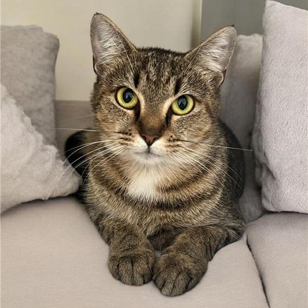 Mora, Adoptable, Adult Female Domestic Short Hair.