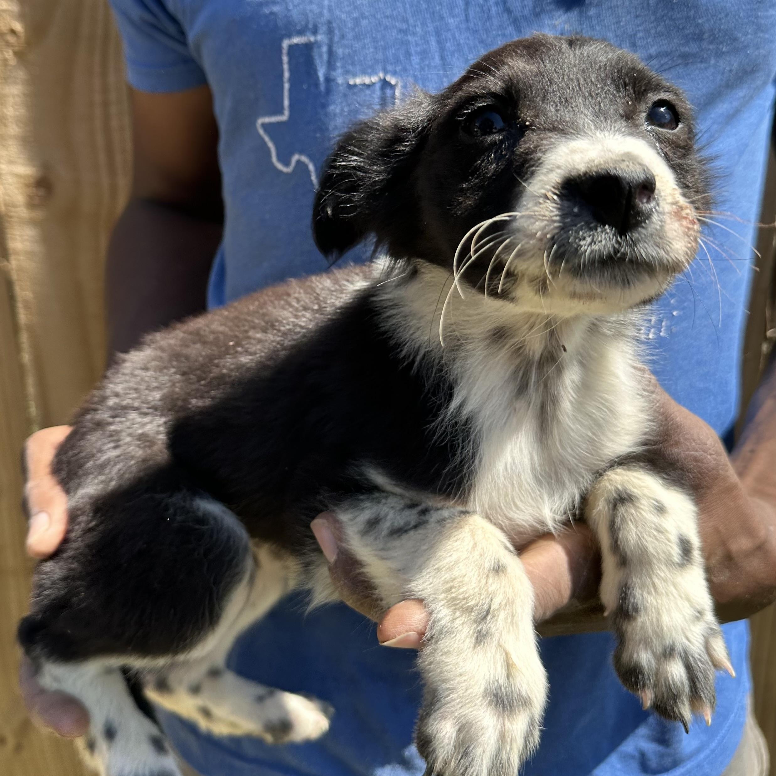 Enlarge Edith - Local May 22-24, an adoptable mixed breed in North Smithfield, RI image 3/6