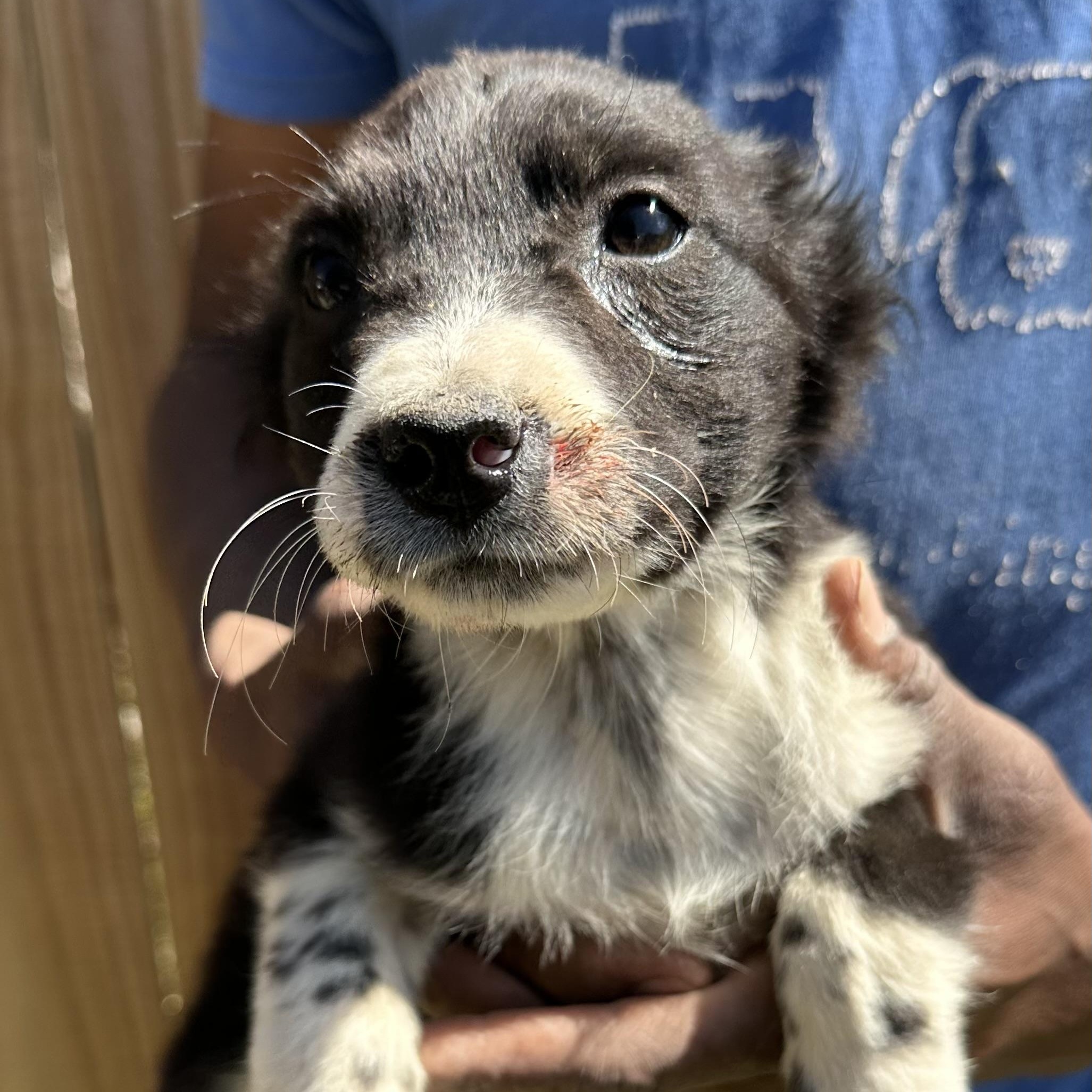 Enlarge Edith - Local May 22-24, an adoptable mixed breed in North Smithfield, RI image 6/6