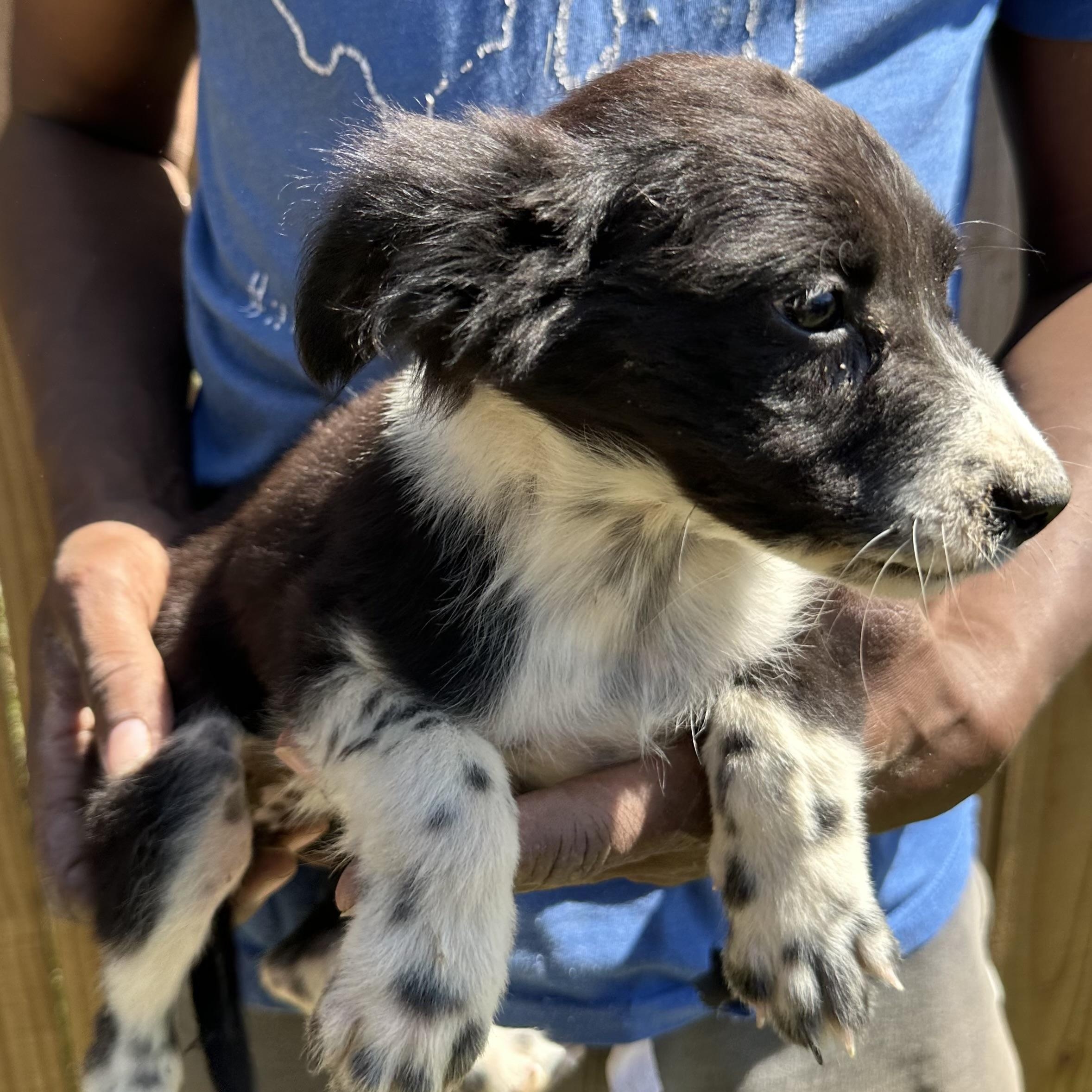 Enlarge Edith - Local May 22-24, an adoptable mixed breed in North Smithfield, RI image 2/6