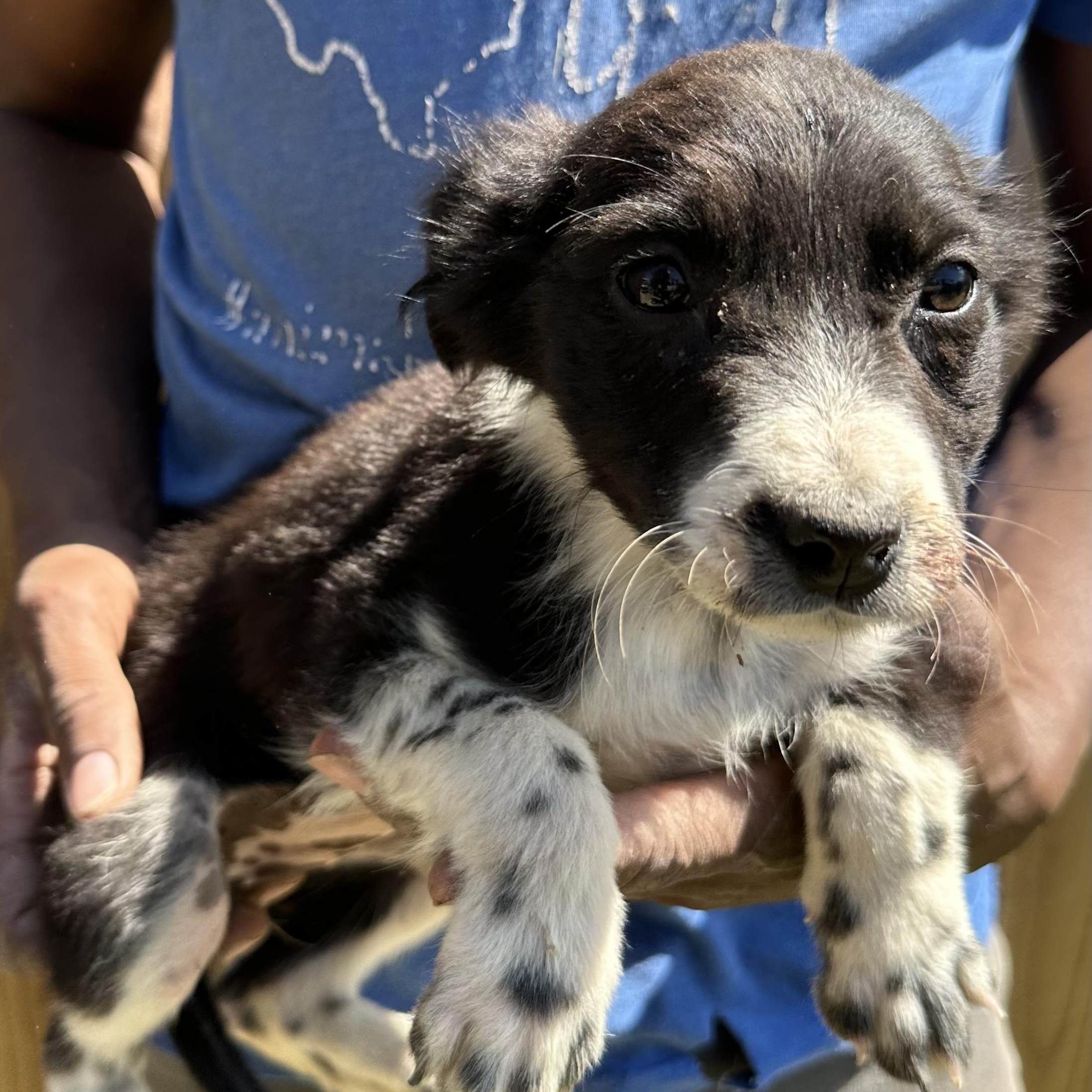 Enlarge Edith - Local May 22-24, an adoptable mixed breed in North Smithfield, RI image 5/6
