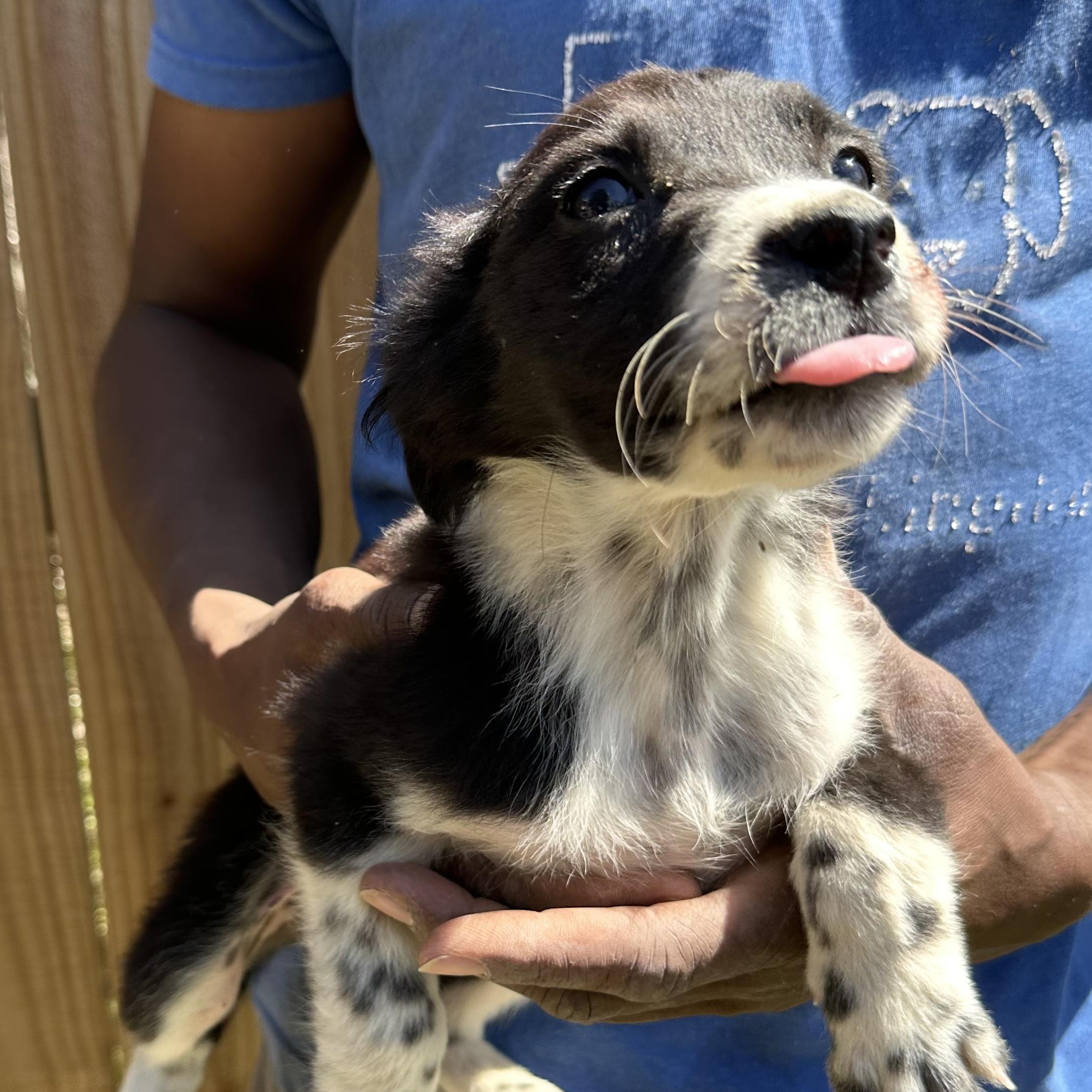 Enlarge Edith - Local May 22-24, an adoptable mixed breed in North Smithfield, RI image 4/6