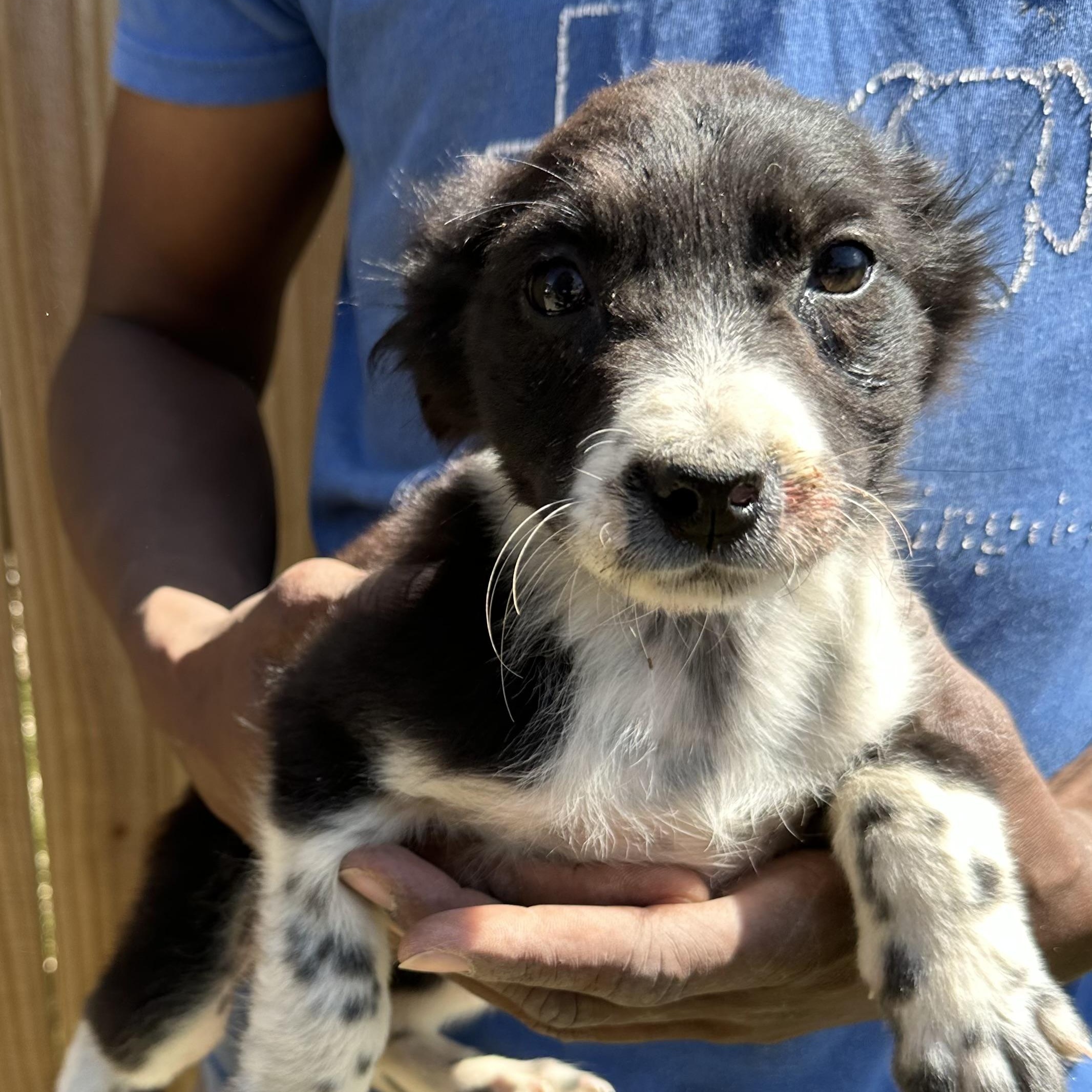 Edith - Local May 22-24, adoptable, Puppy Female Australian Cattle Dog / Blue Heeler & Labrador Retriever.