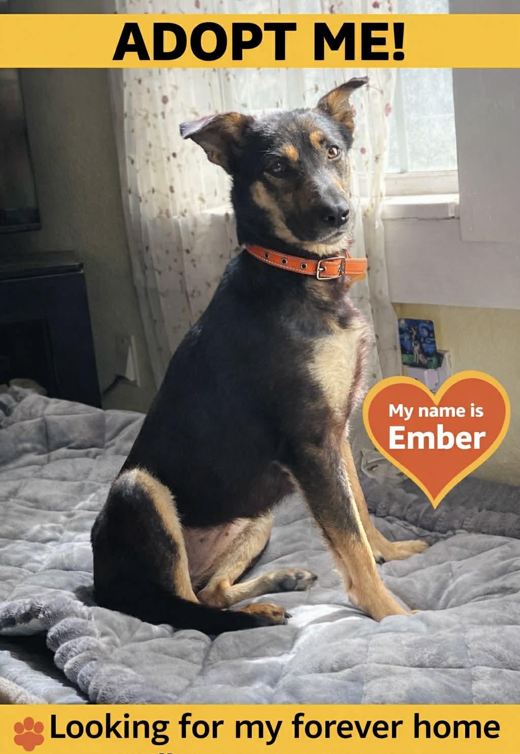 Ember , adopted, Puppy Female German Shepherd Dog & Australian Kelpie.