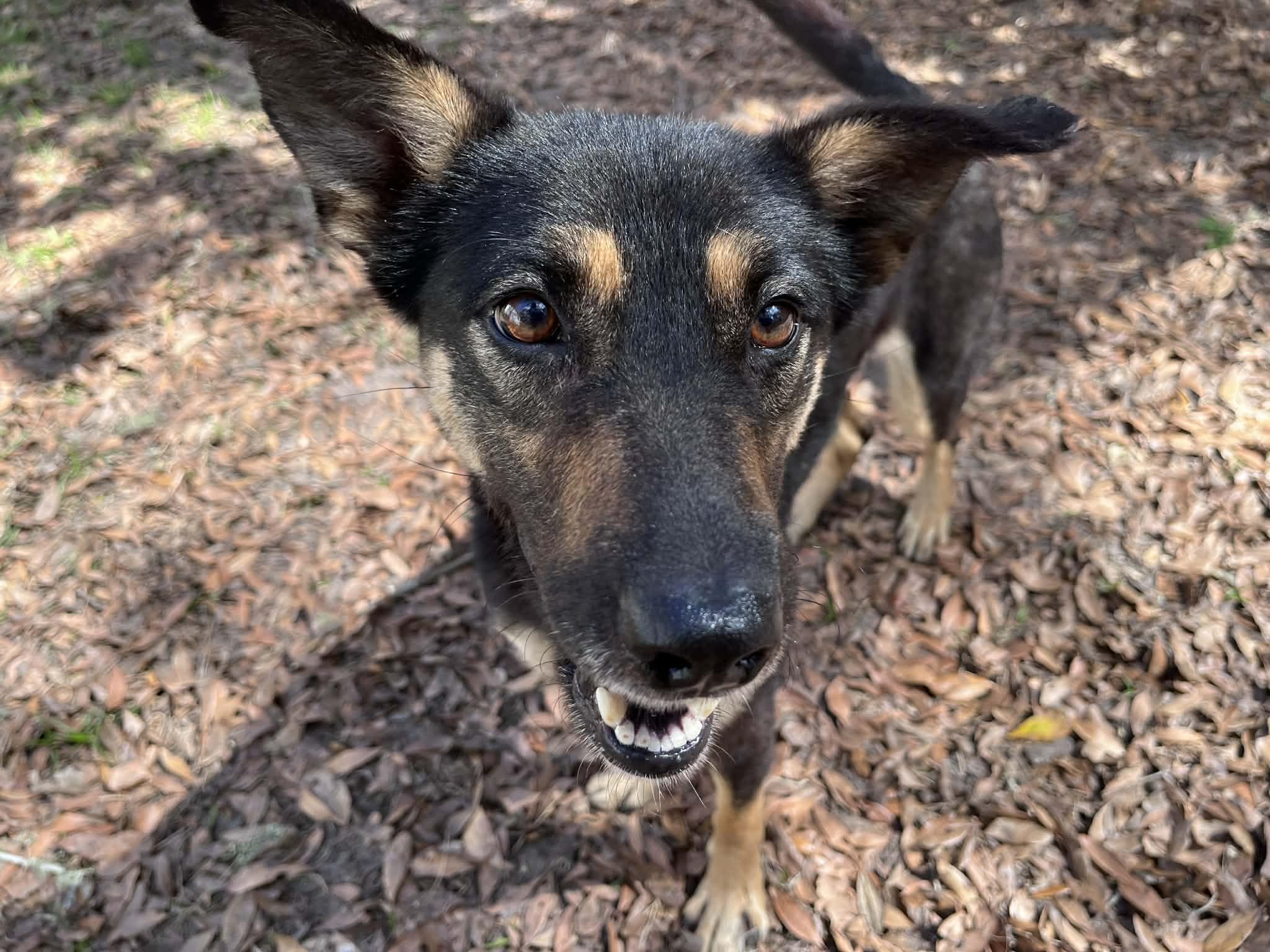 Enlarge Ember , an adopted mixed breed in Green Cove Springs, FL image 4/5