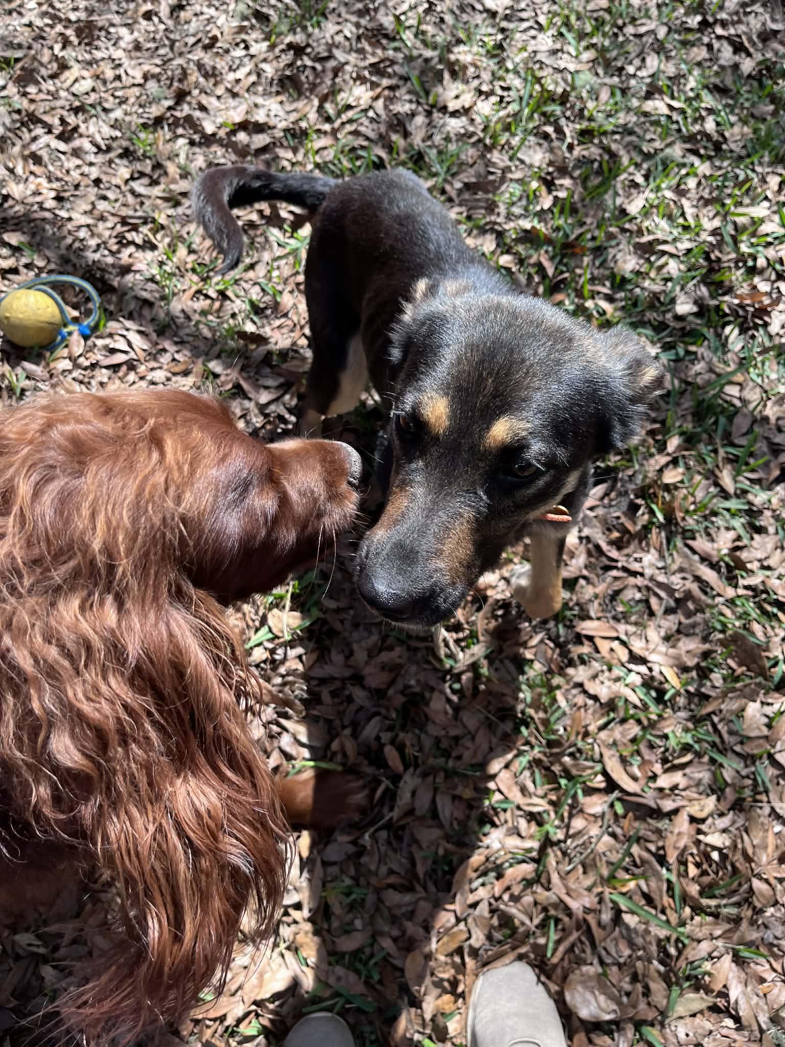 Enlarge Ember , an adopted mixed breed in Green Cove Springs, FL image 5/5