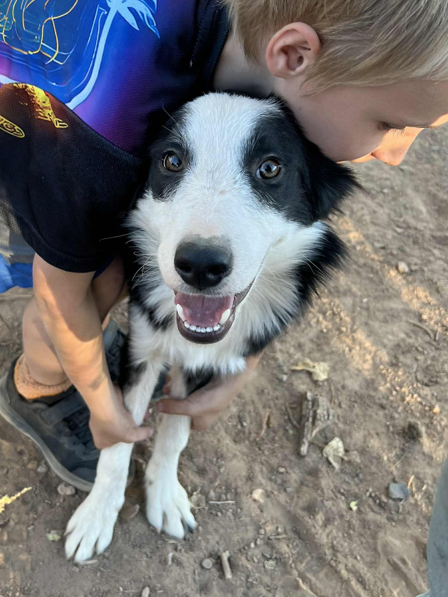Zack, an adoptable Border Collie in Glenrock, WY, 82637 | Photo Image 1