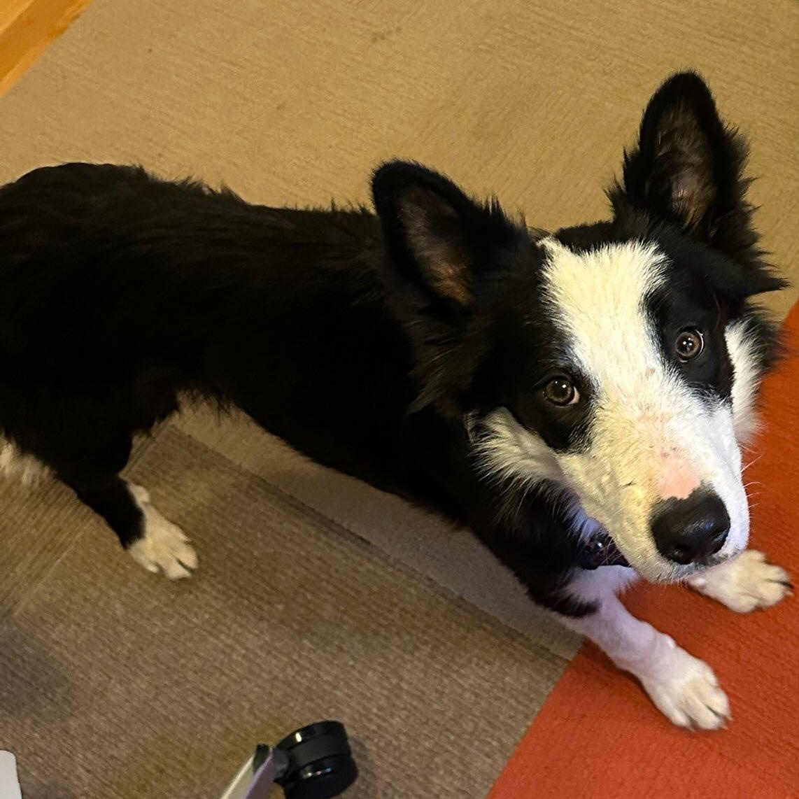 Enlarge Zack, a Adoptable Border Collie in Glenrock, WY image 2/2