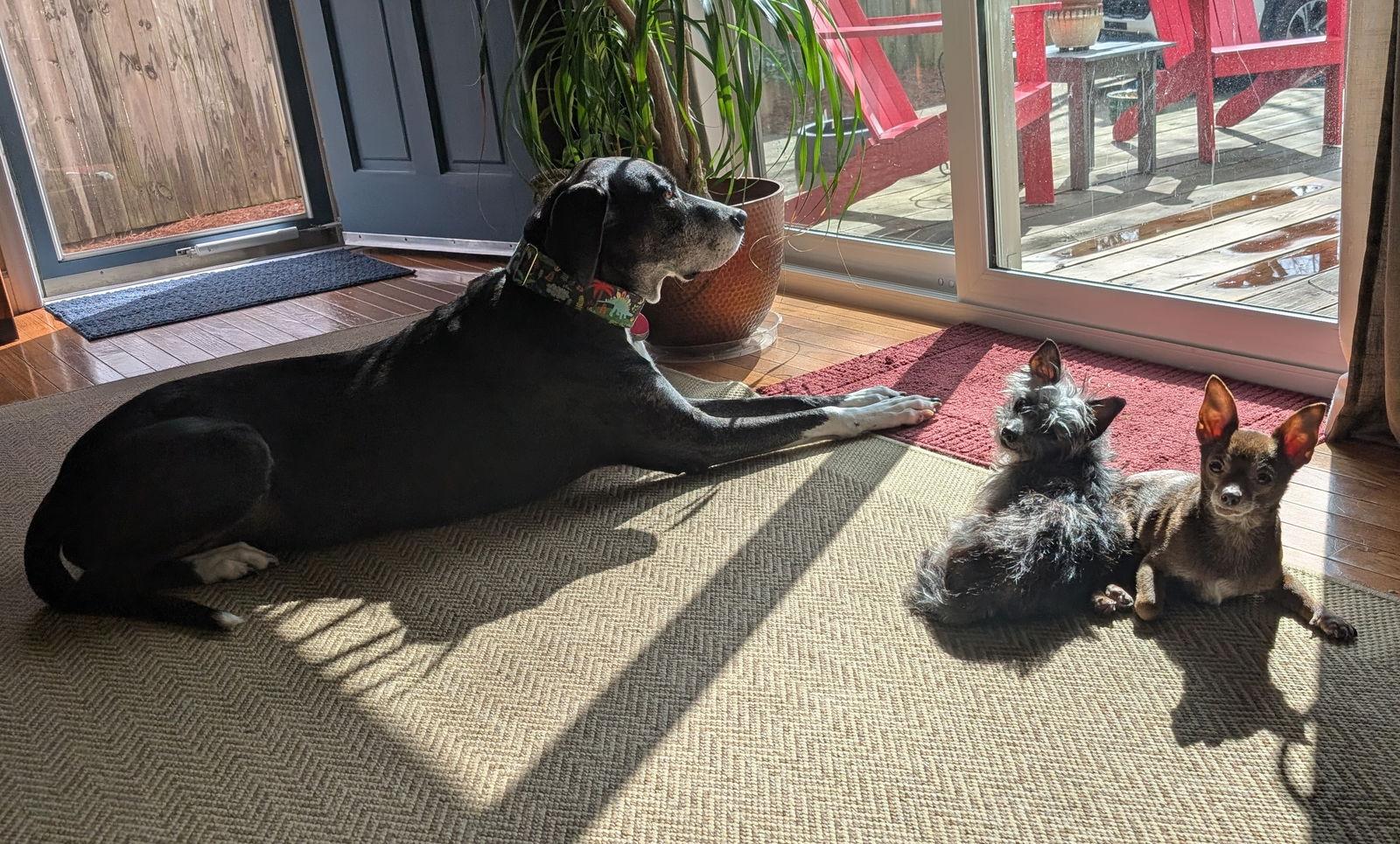 Enlarge Bear, a Adoptable Chihuahua in Cary, NC image 2/3