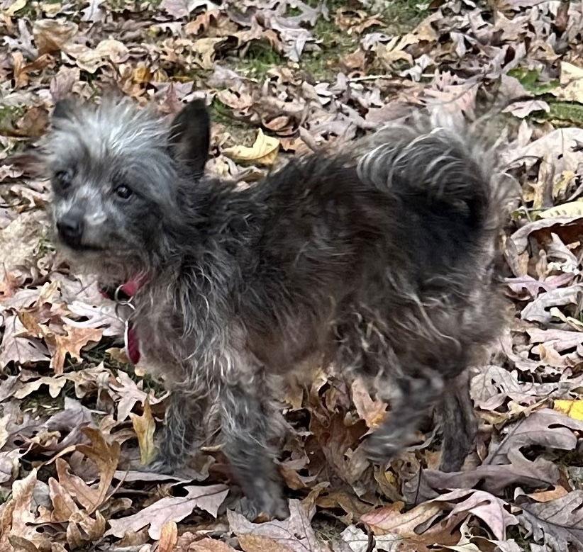 Bear, Adoptable, Senior Male Chihuahua.