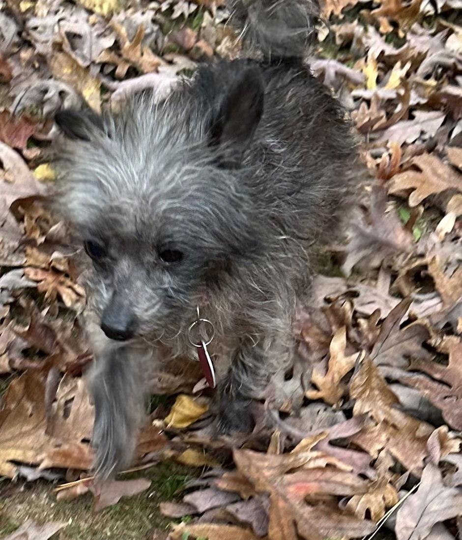 Enlarge Bear, a Adoptable Chihuahua in Cary, NC image 2/3