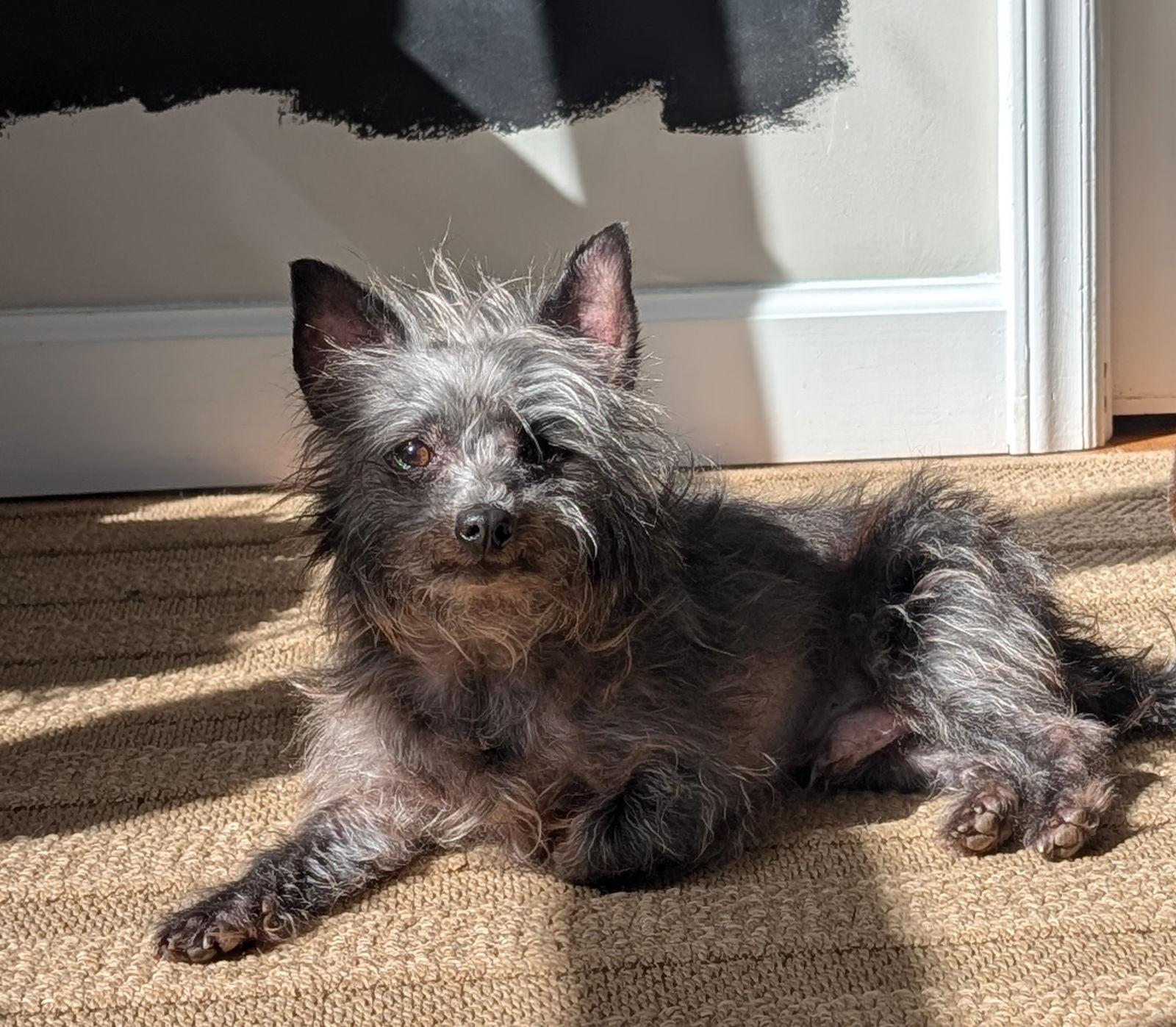 Enlarge Bear, a Adoptable Chihuahua in Cary, NC image 3/3