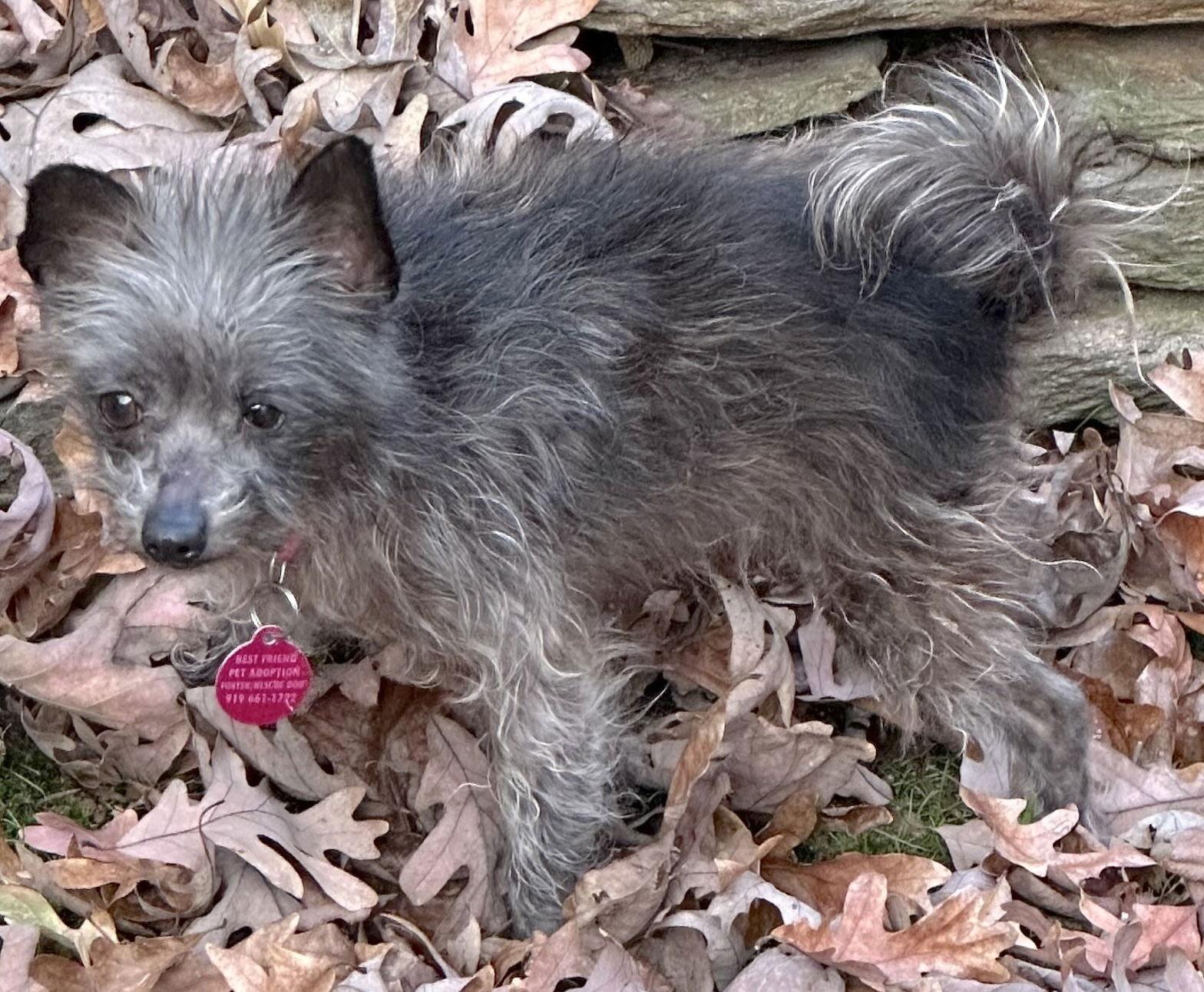 Enlarge Bear, a Adoptable Chihuahua in Cary, NC image 3/3