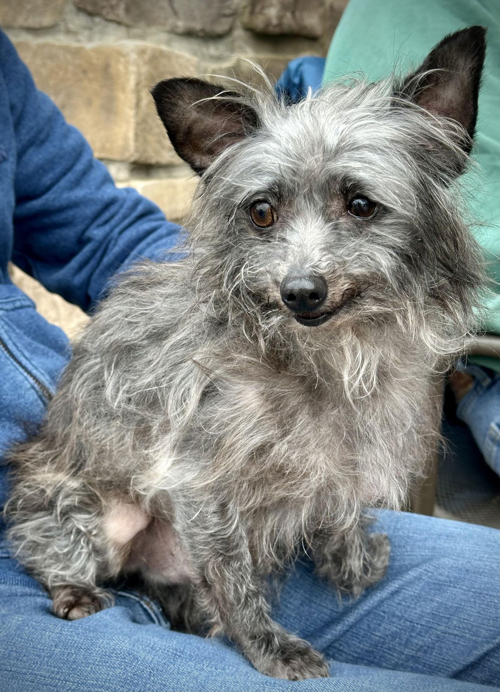 Bear — thumbnail 3