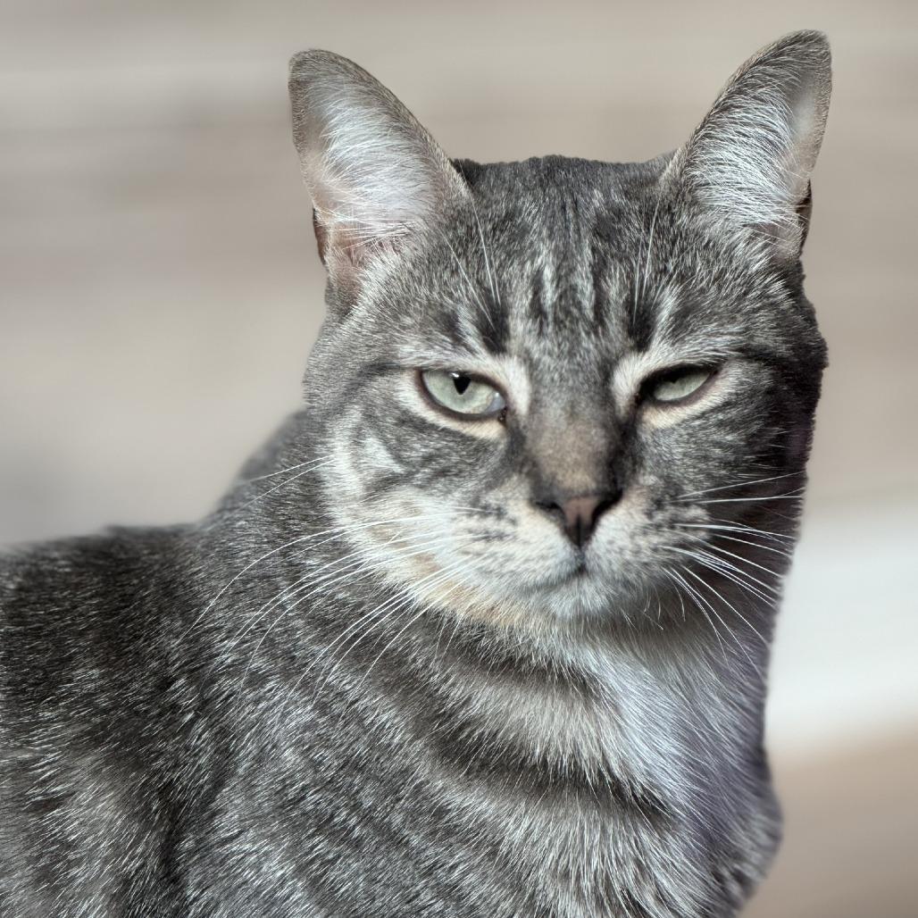 Enlarge Buddy, a Adoptable Domestic Short Hair in Hollister, FL image 1/4