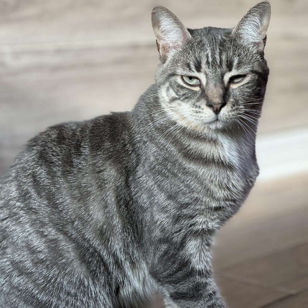 Enlarge Buddy, a Adoptable Domestic Short Hair in Hollister, FL image 3/4