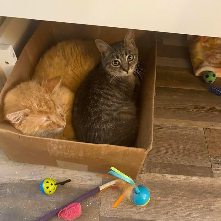 Enlarge Buddy, a Adoptable Domestic Short Hair in Hollister, FL image 4/4