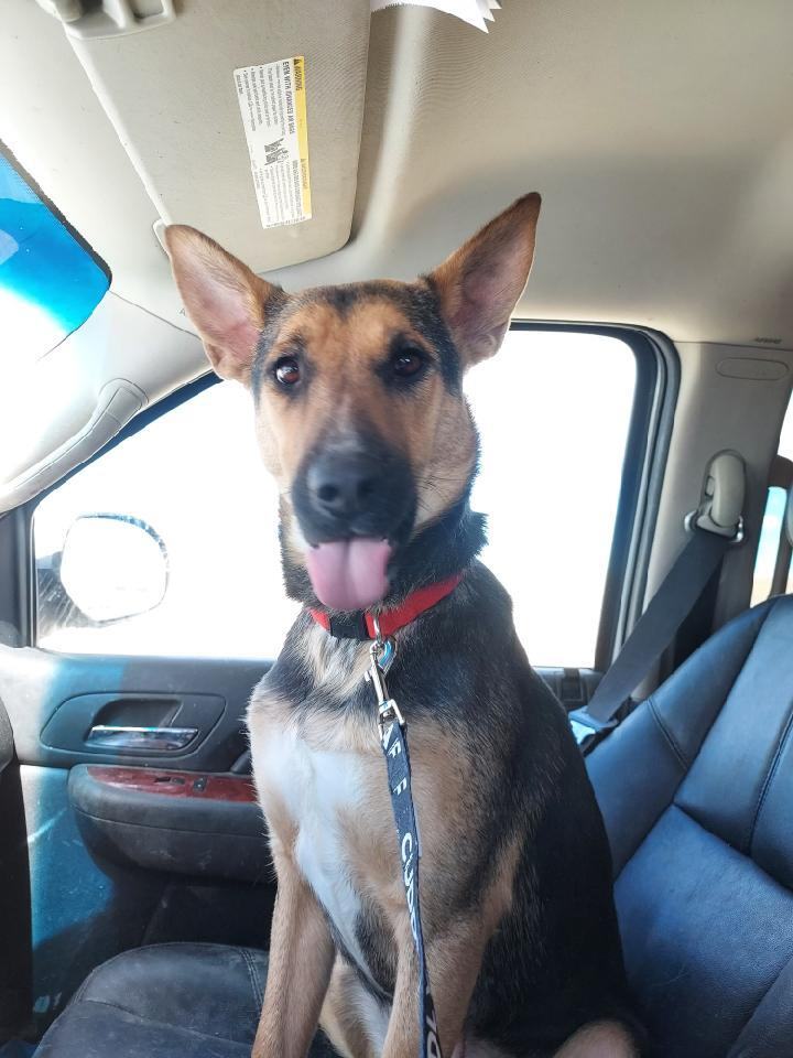 Enlarge Kamara, a Adoptable mixed breed in GUERNSEY, WY image 1/10