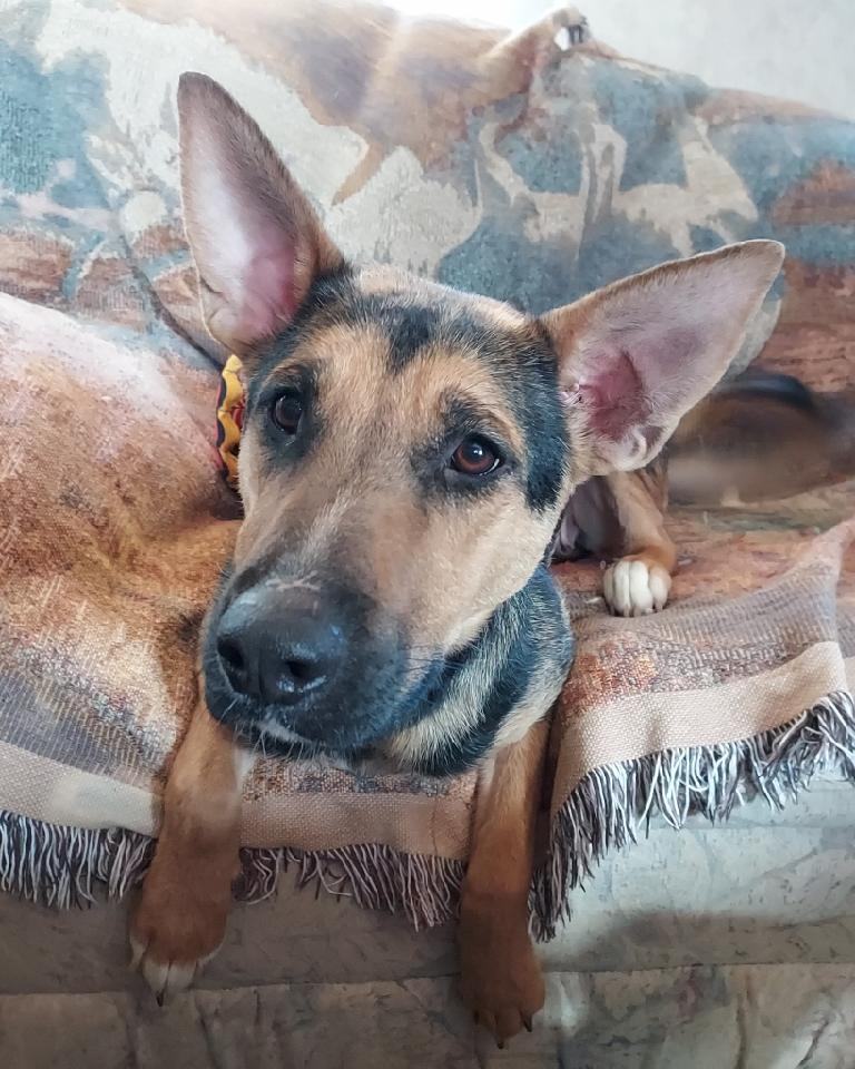 Enlarge Kamara, a Adoptable mixed breed in GUERNSEY, WY image 2/10