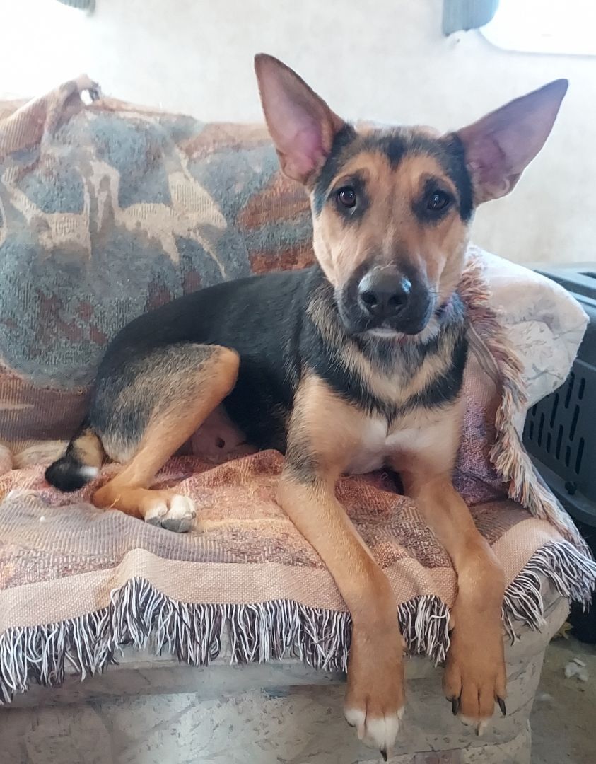 Enlarge Kamara, a Adoptable mixed breed in GUERNSEY, WY image 3/10