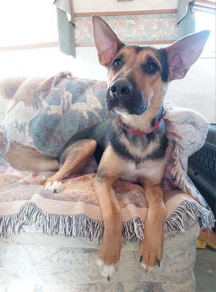 Enlarge Kamara, a Adoptable mixed breed in GUERNSEY, WY image 4/10