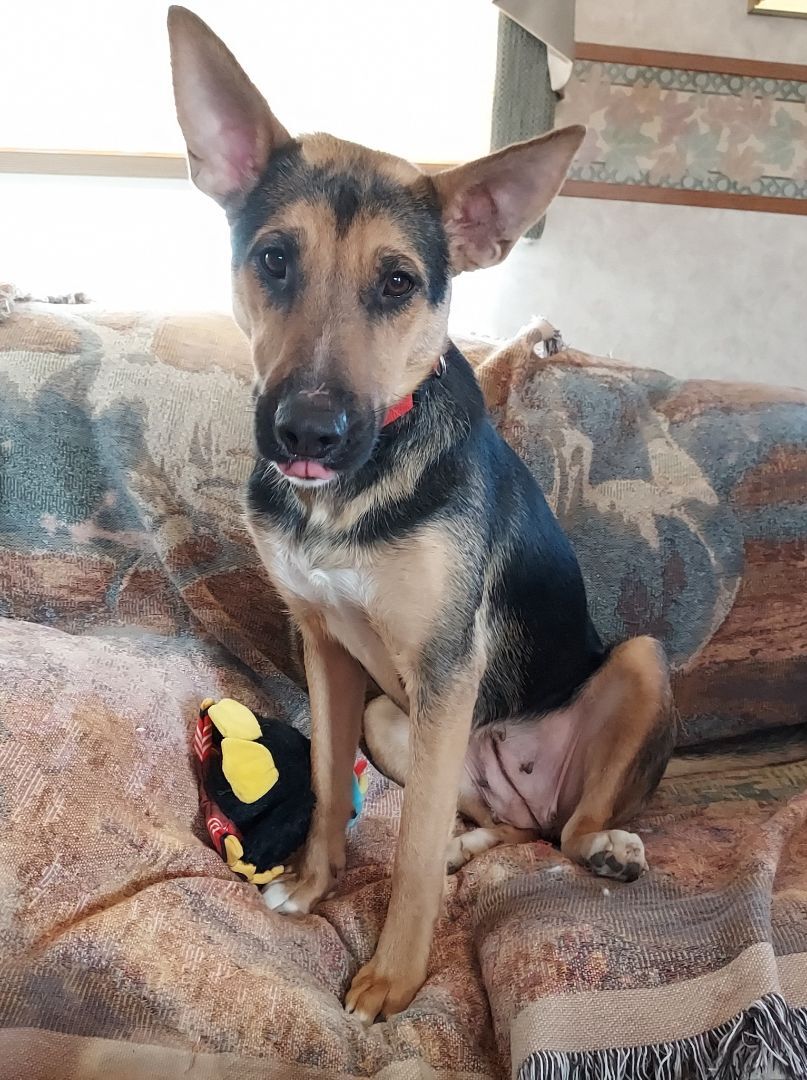 Enlarge Kamara, a Adoptable mixed breed in GUERNSEY, WY image 5/10