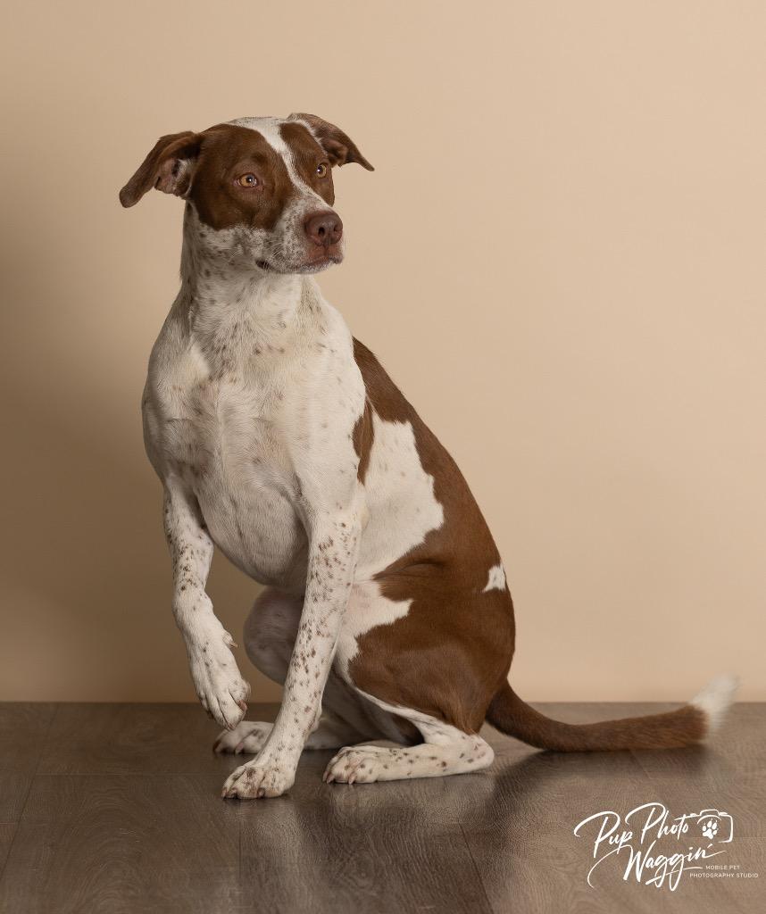 Enlarge Bear, a Adoptable mixed breed in Claremore, OK image 1/3
