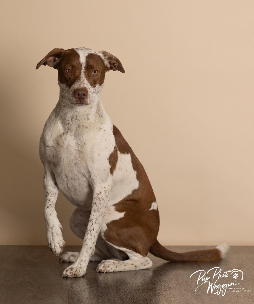 Enlarge Bear, a Adoptable mixed breed in Claremore, OK image 2/3