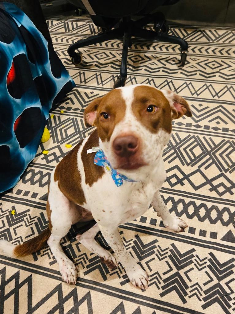 Enlarge Bear, a Adoptable mixed breed in Claremore, OK image 3/3