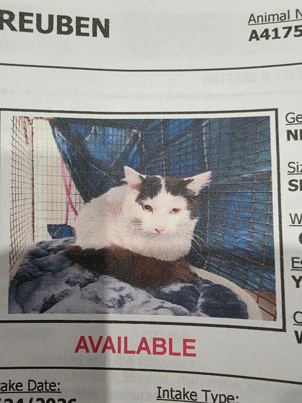 Enlarge Reuben, an adopted Domestic Long Hair in Zimmerman, MN image 1/1