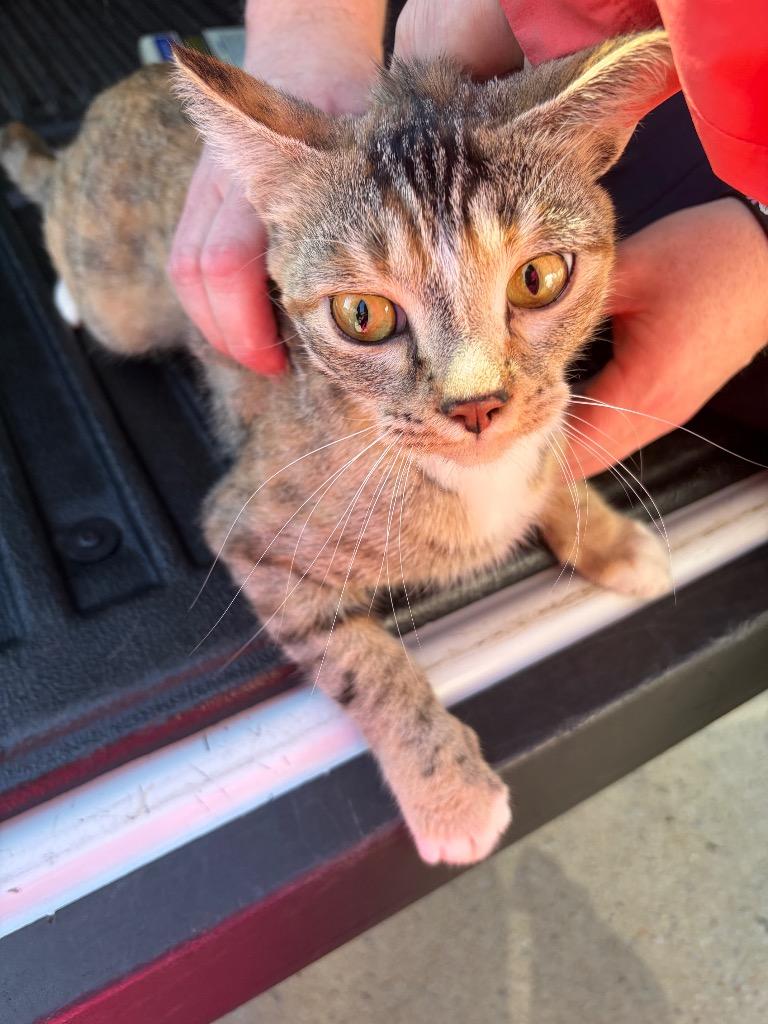 Pumpkin, Adoptable, Young Female Bengal.